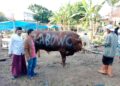 Prabowo Salurkan Puluhan Hewan Qurban ke Ponpes-ponpes dan Ormas Keagamaan di Jawa Timur