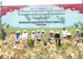 Panen Jagung Kuartal III di Garut Hasilkan 140 Ton