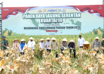 Panen Jagung Kuartal III di Garut Hasilkan 140 Ton