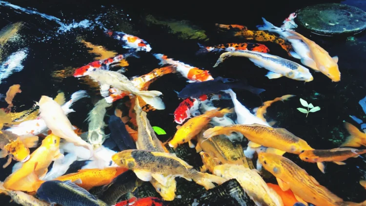 Garut Jadi Salah Satu Sentra Produsen Ikan Hias Terbesar di Jawa Barat